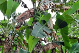 Dinas Pertanian Wondama kembangkan tanaman pisang dan kopi