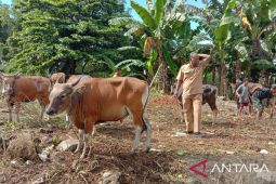 Dinas Pertanian Maluku kerahkan petugas periksa kesehatan hewan kurban