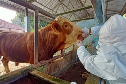 Untuk penanganan PMK, Kementan usulkan anggaran Rp4,6 triliun