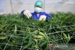 Konsumsi ganja naik karena legalisasi dan selama pandemi