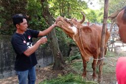 Limbah organik "eco enzym" di Gresik jadi bahan disinfektan bagi sapi PMK