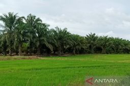 Petani sawit Kabupaten Penajam keluhkan harga tandan buah segar turun