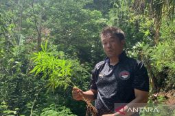Polres Cianjur temukan ladang ganja di bukit Desa Cimenteng