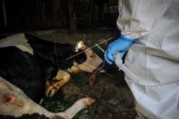 Wabah PMK meluas hingga ke 22 kecamatan di Kabupaten Cirebon
