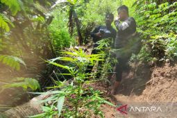 10 ha ladang ganja siap panen ditemukan di lereng Gunung Karuhun