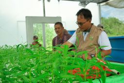 Melalui Electrifying Agriculture PLN, panen komunitas petani Milenial meningkat 100 persen