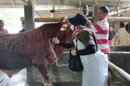Tiga ribu sapi di Banyuwangi sudah divaksin PMK