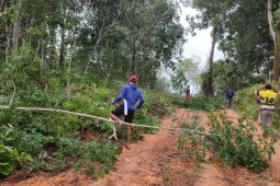 Persiapan jaringan PLN di Desa Entabuk