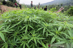 MPU Aceh dukung legalisasi ganja untuk keperluan medis