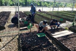 Persemaian KPH Tabalong dukung rehabilitasi hutan