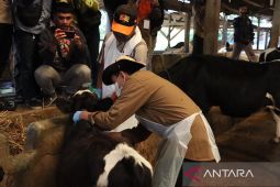 Ratusan sapi di Kota Sukabumi divaksinasi cegah PMK