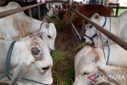 Kadin: Data PMK di lapangan lebih besar dari yang dilaporkan