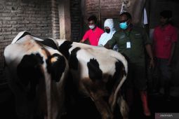 Milk production decreases 30--40 percent, affected by FMD