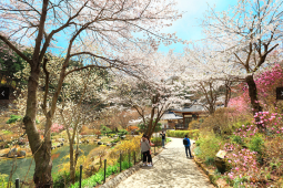Rekomendasi tempat wisata populer di Tokyo dan Seoul