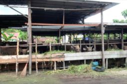 Mengatasi PMK dari ramuan khusus hingga karantina ketat