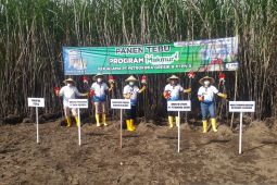 Program Makmur tingkatkan produktivitas dan pendapatan petani tebu