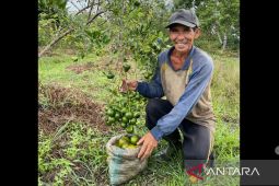 RMU gelar program bertani tanpa bakar dan tanpa kimia