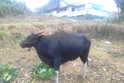 Distan Ternate: Kebutuhan sapi kurban bisa terpenuhi