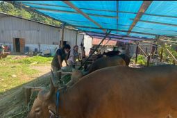 Pemkab Kepulauan Yapen lakukan pemeriksaan hewan kurban