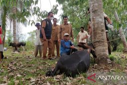 Disnak: Ternak terpapar PMK di Aceh tersisa 11.529 ekor