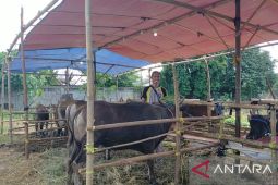 PMI Jakbar siap bantu penyemprotan disinfektan hewan ternak cegah PMK