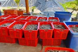 Produksi meningkat, Pemkab Aceh Jaya berharap Pemerintah bangun Balai Benih Udang