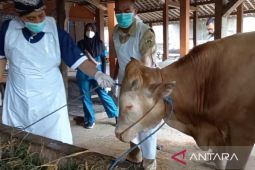 DKPP Madiun periksa kesehatan hewan kurban jelang Idul Adha