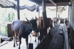 Ratusan ekor sapi Bone dikirim ke Kaltim