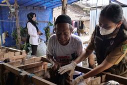 Sejumlah kambing milik pedagang musiman di Madiun ditemukan bergejala PMK