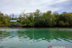 Papua Barat bentuk kelompok kerja mangrove daerah