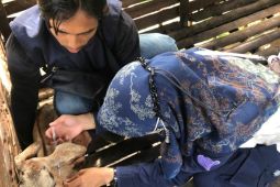 Maro Sebo Ilir satu-satunya kecamatan di Batanghari  yang "hijau" tak berkasus PMK