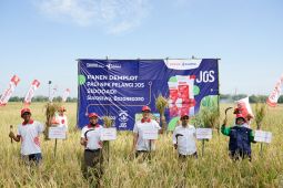 Demplot NPK Pelangi JOS PKT dorong produktivitas padi Bojonegoro naik hingga 36 persen