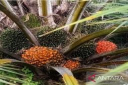 Harga buah sawit di Sumut turun lagi dan tinggal Rp900 per kg