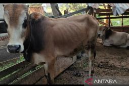 Mengawal kesehatan hewan kurban