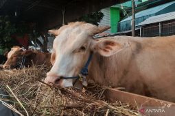 Ini bobot sapi kurban Pj Gubernur Aceh