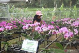 Potensi bisnis bunga anggrek menjanjikan