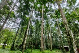 Hutan damar TWA Kota Sorong jadi daya tarik pariwisata