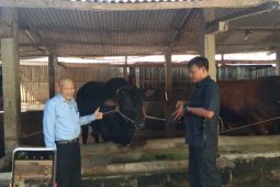 Presiden beli sapi 1,07 ton untuk kurban