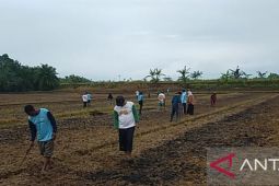 Mukomuko Bengkulu sediakan lahan lima hektare guna kembangkan jagung