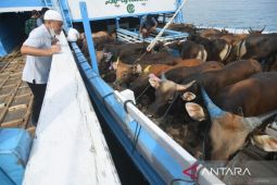 Pemkot Bengkulu perketat pengawasan kesehatan hewan kurban