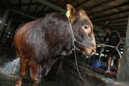 Pemerintah Kota Bitung serahkan hewan kurban untuk warga