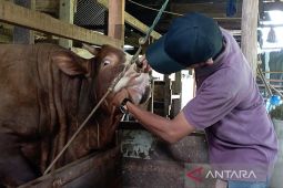 Puluhan sapi di Aceh Besar diperiksa, seekor terpapar PMK