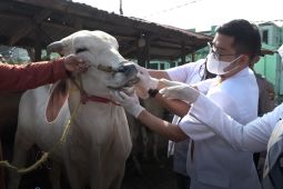 Buleleng bentuk Satgas Penanganan PMK