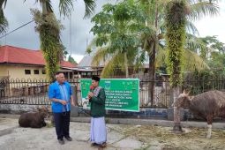 Pemprov Papua Barat sumbang 24 ekor sapi kurban