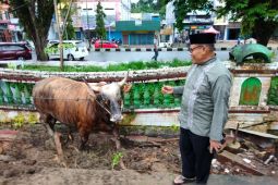 Presiden Jokowi sumbangkan sapi seberat 1,40 ton untuk umat Islam Sorong
