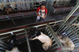 Penjualan kambing secara daring
