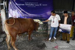 Telkomsel salurkan hewan kurban