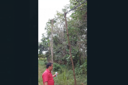 Dewan soroti tiang listrik PLN menggunakan kayu