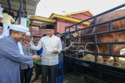 Golkar sumbang sapi kurban ke Thariqat Naqsabandi Besilam Langkat