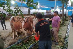Eri Cahyadi pesan empat sapi kualitas premium untuk kurban